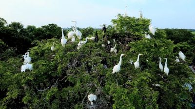 পাখির আপন ঠিকানা কুমিল্লার হোসেনপুর