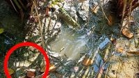 লোকালয়ে পায়ের ছাপ, ড্রোন উড়িয়ে বাঘ খুঁজছেন বনরক্ষীরা