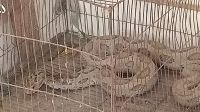 সীমান্তের মাঠে বিশাল আকৃতির রাসেল ভাইপার